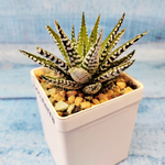Haworthia Alba (Хавортия)