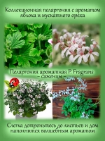 Пеларгония Фрагранс ароматная мускатный орех яблоко