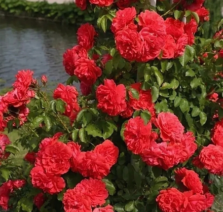 UETERSENS ROSENKONIGIN (Ютерзенс Розенконигин)