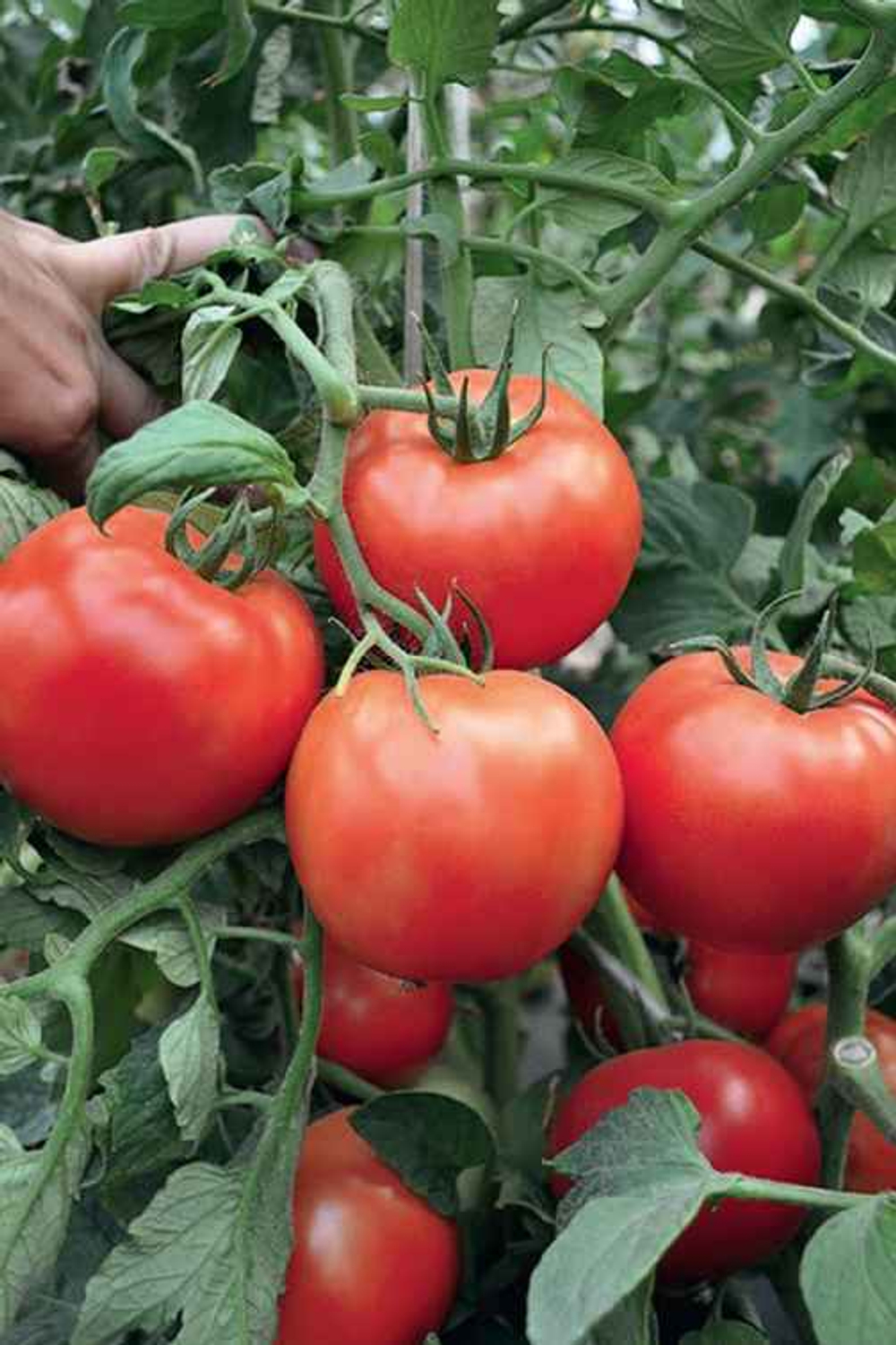 Хабль F1 семена томата детерминантного (Гавриш)