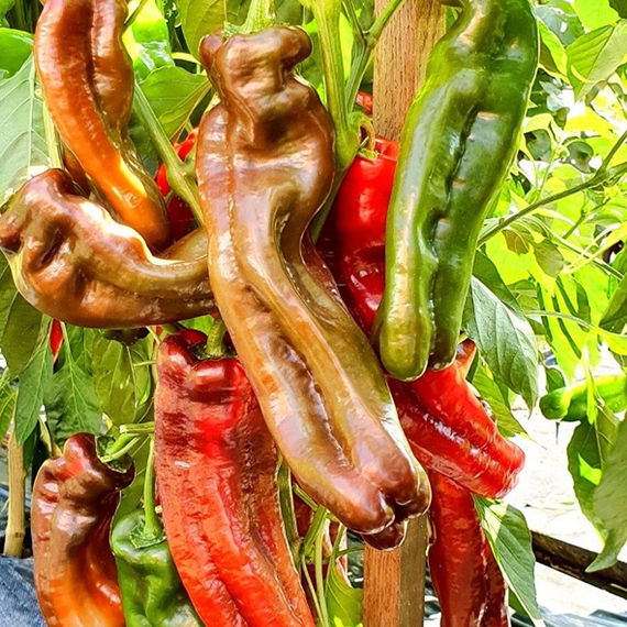 Палермо F1 семена перца сладкого (Rijk Zwaan / Райк Цваан) – фото 10