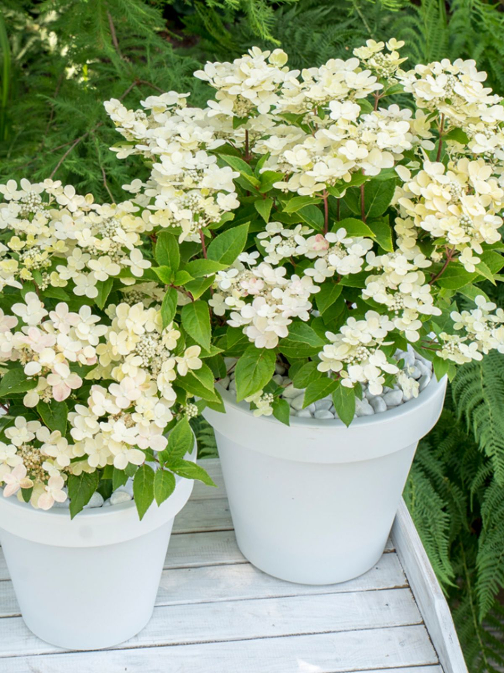 Гортензия метельчатая Полистар Р9 Закупка М59 апрель 2026