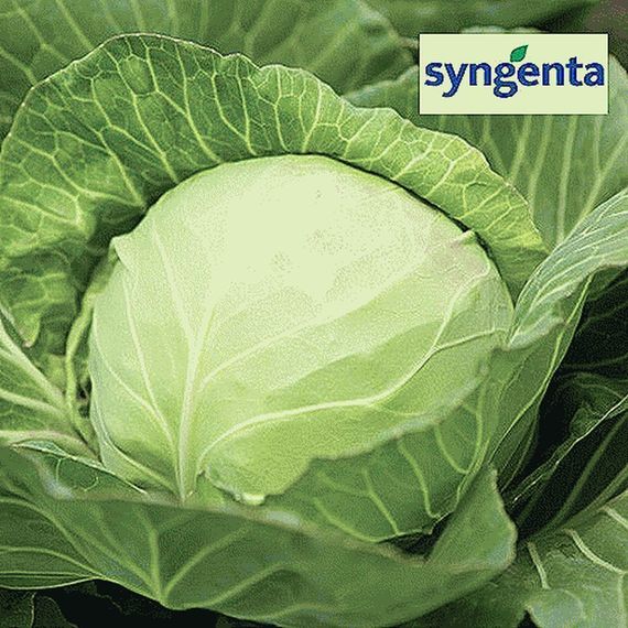 КЕВИН F1 семена капусты белокочанной Syngenta описание