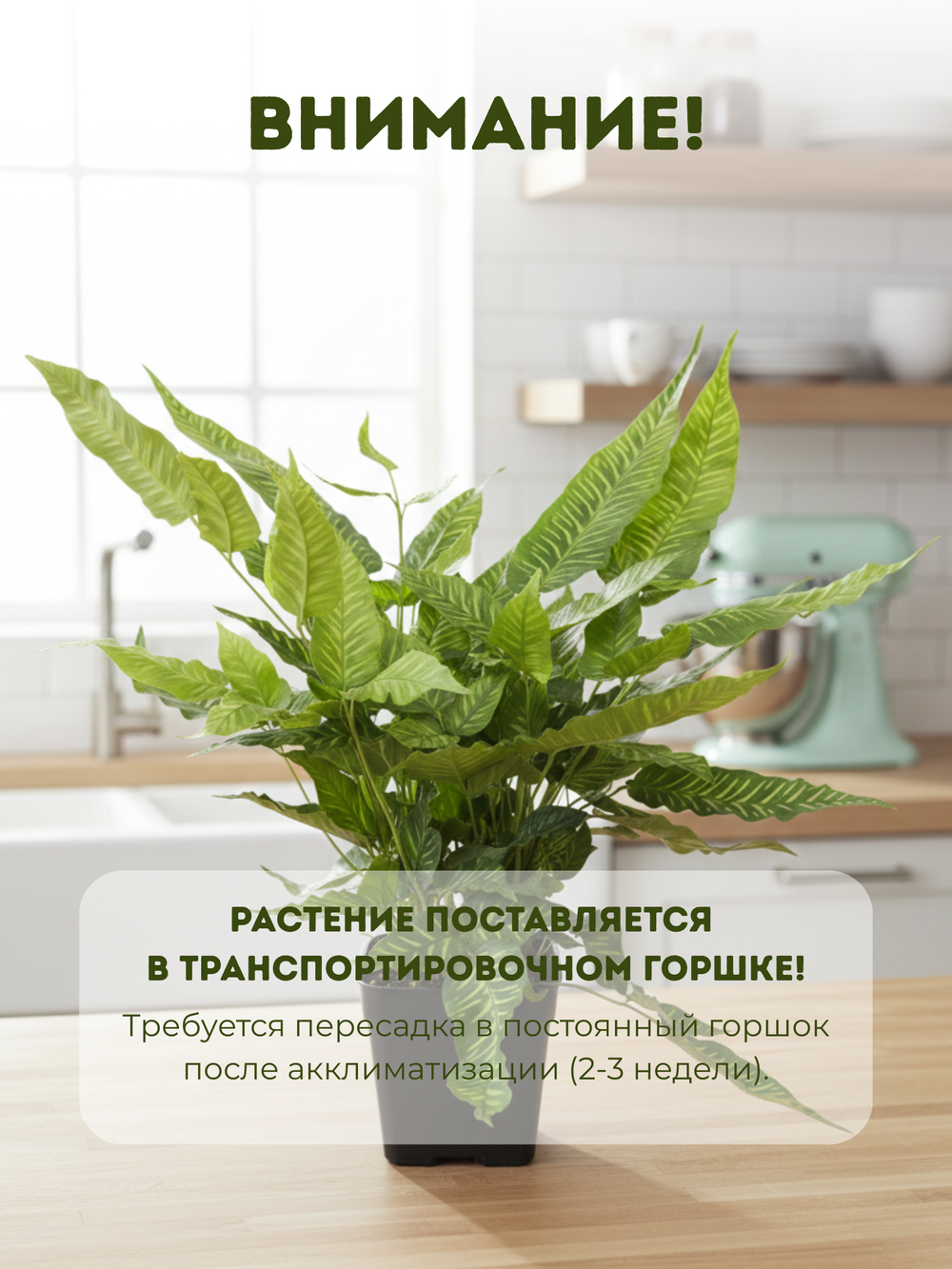 Папоротник Golden Zebra д.11