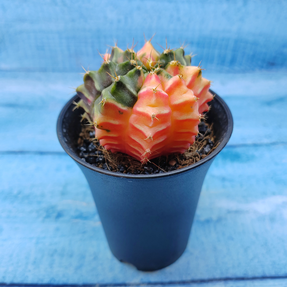 Gymnocalycium Variegata (Гимнокалициум Вариегатный)