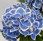 NEW TIVOLY BLUE/ НЬЮ ТИВОЛИ БЛЮ (СТАНДАРТ ПОСТАВКИ Р9) 2025г