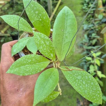 Хойя CALLISTOPHYLLA X DOLICHOSPARTE