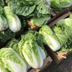 Билко F1 семена капусты пекинской (Bejo / Бейо)