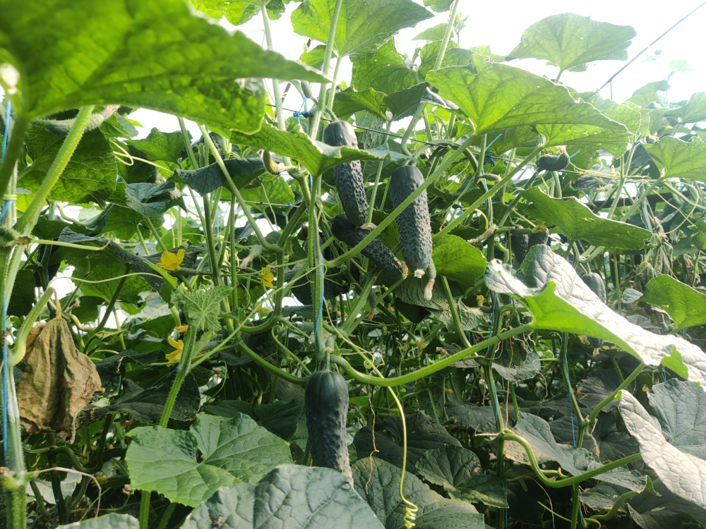 Кардинал F1 семена огурца партенокарпического ( Yuksel Tohum / )