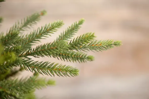 Искусственная ель Королевская стройная 230 см., 100% литая хвоя, Triumph Tree (72122)