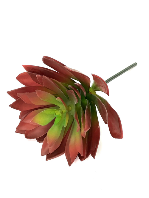 Суккулент 106 красный