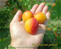 Абрикос Приморский ранний