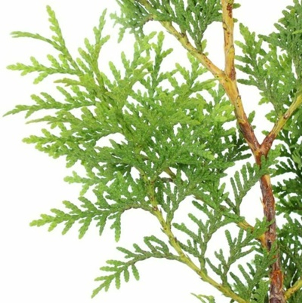 ТУЯ ЗАПАДНАЯ эфирное масло (THUJA OIL) Dulberg