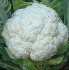 Фристайл F1 семена капусты цветной (Гавриш)