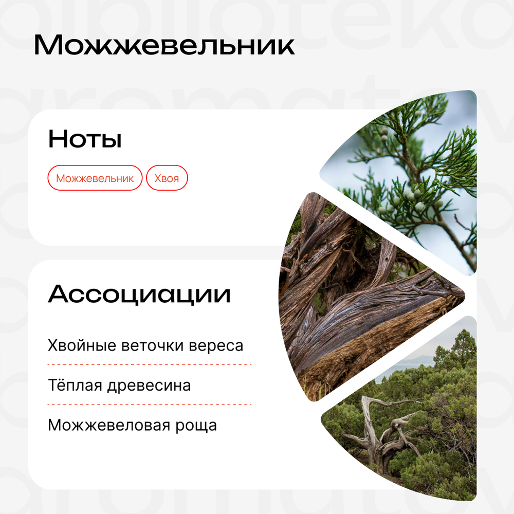 Можжевельник