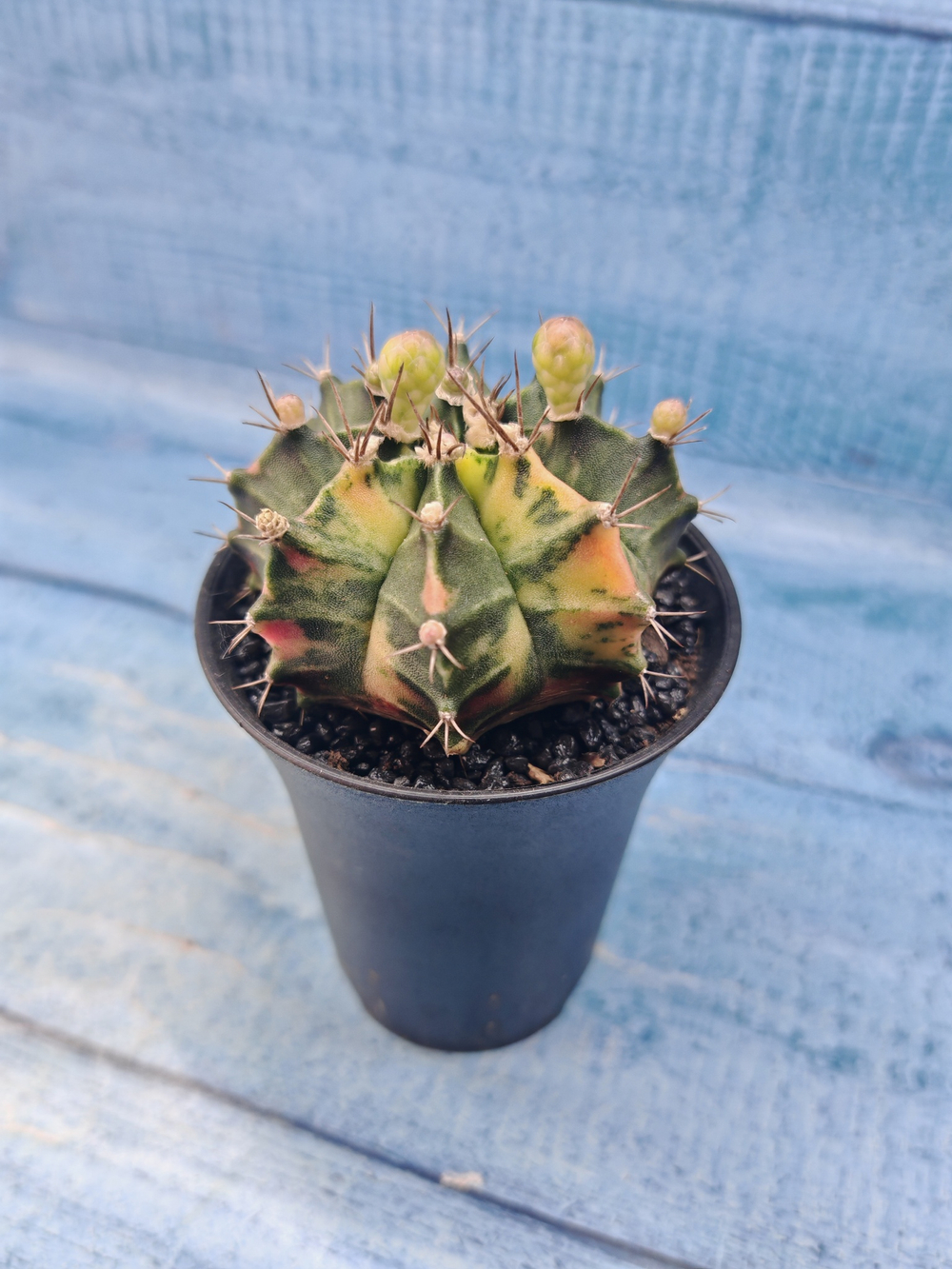 Gymnocalycium Variegata (Гимнокалициум Вариегатный)