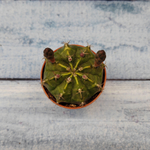 Gymnocalycium Friedrichii (Гимнокалициум)