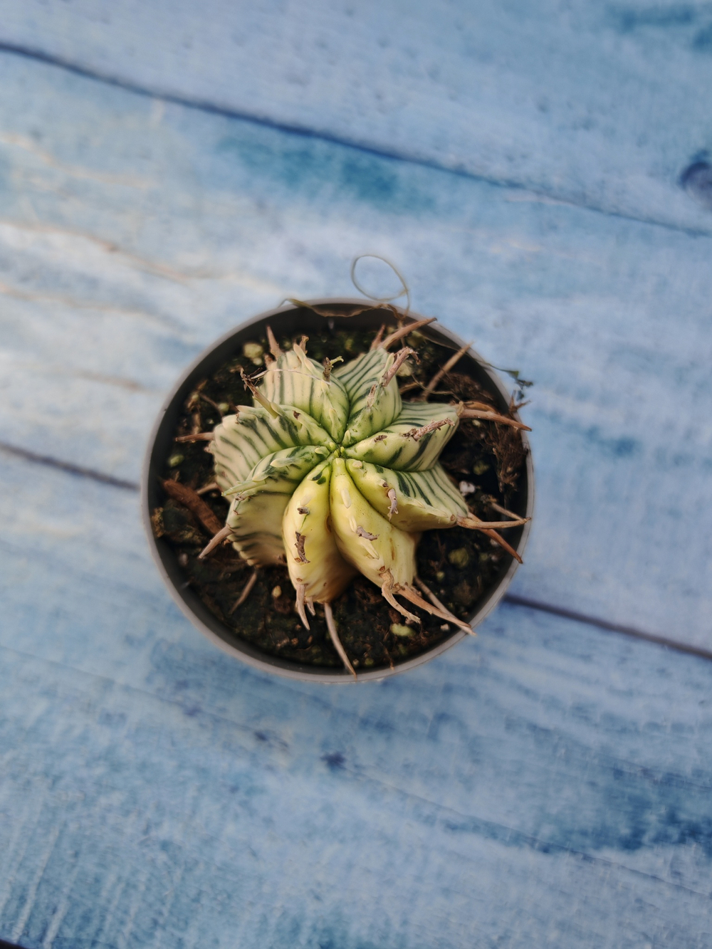 Euphorbia meloformis f. Variegated (Эуфорбия вариегатная)