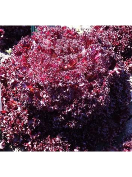 Наварон семена салата батавия (Vilmorin / Вильморин) – фото 2