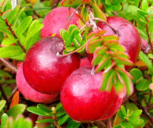 Клюква крупноплодная Стивенс