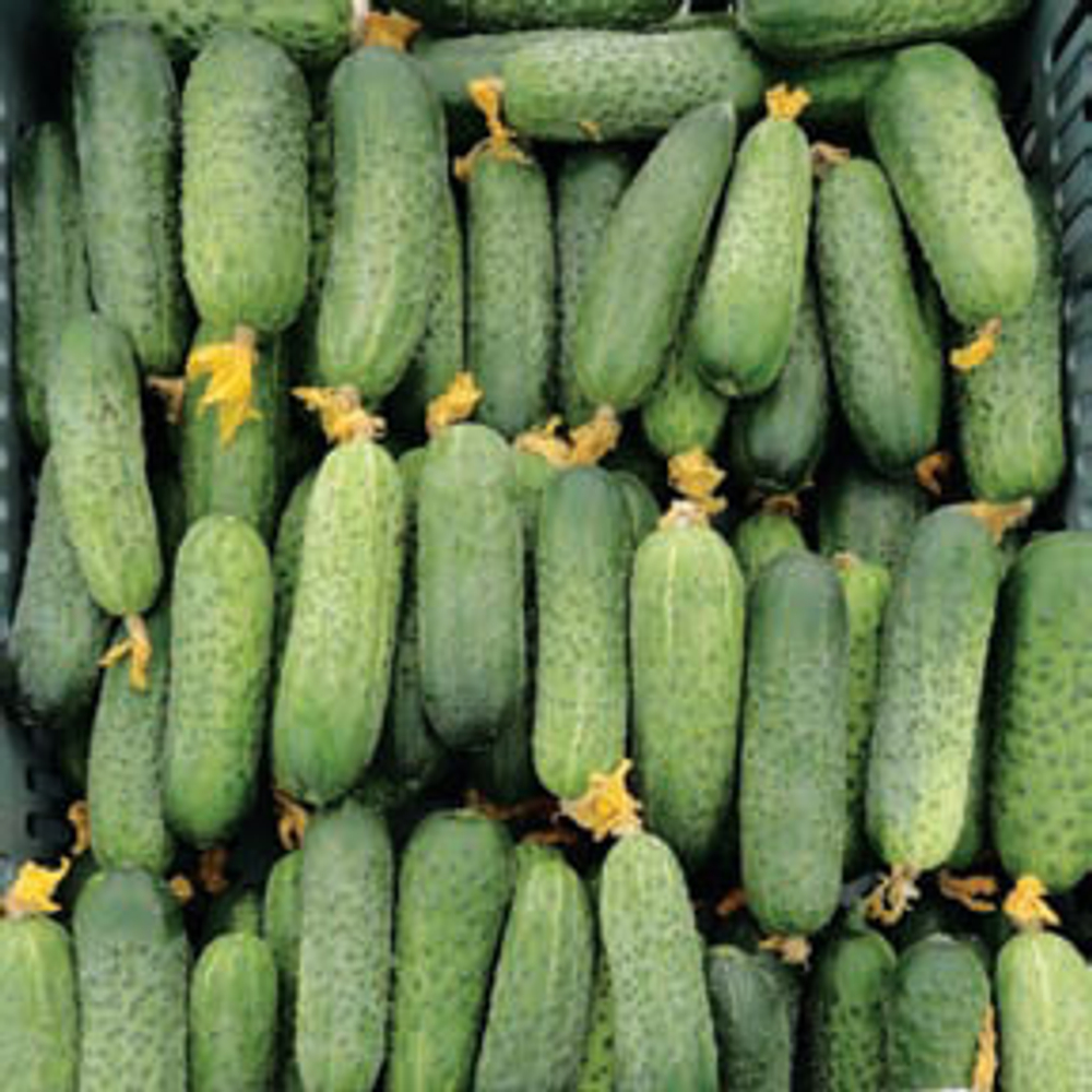 Огурец Ленара F1 7шт ВитаГрин ЭКСТРА