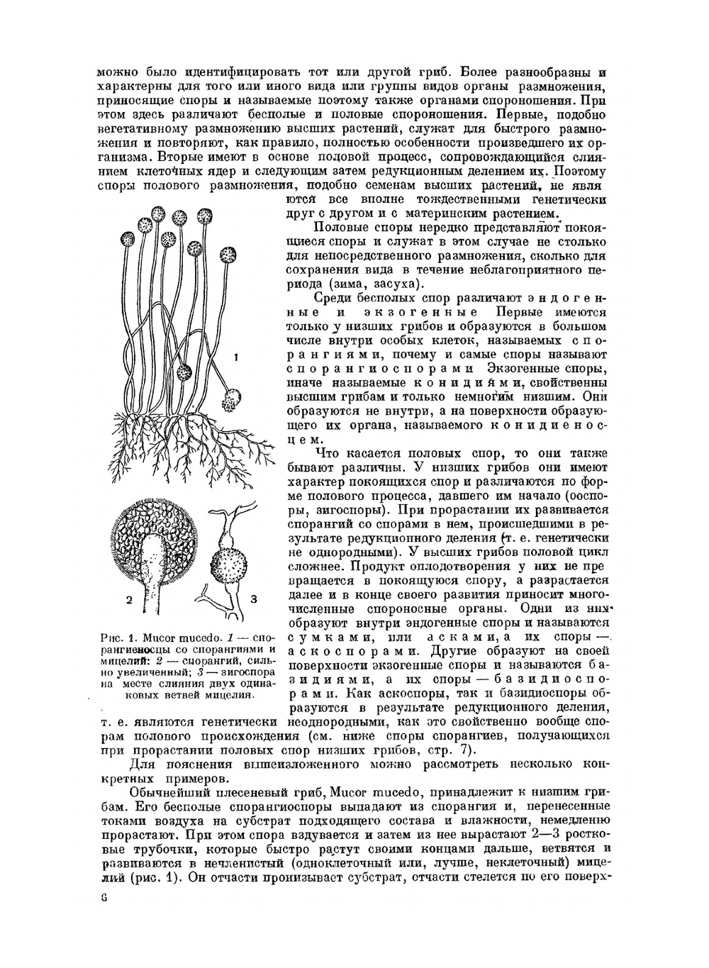 Микология | Л.И. Курсанов