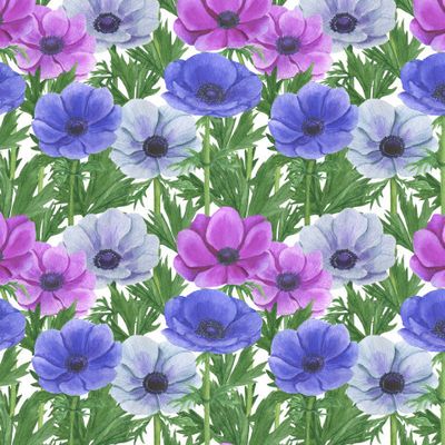 Анемоны акварель