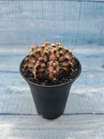Gymnocalycium T-Rex Pink hybride (Гимнокалициум)