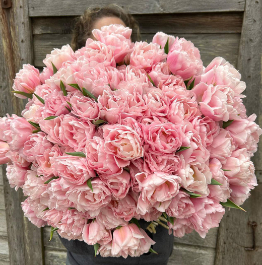 Тюльпан Дример Закупка М78 сентябрь 2026