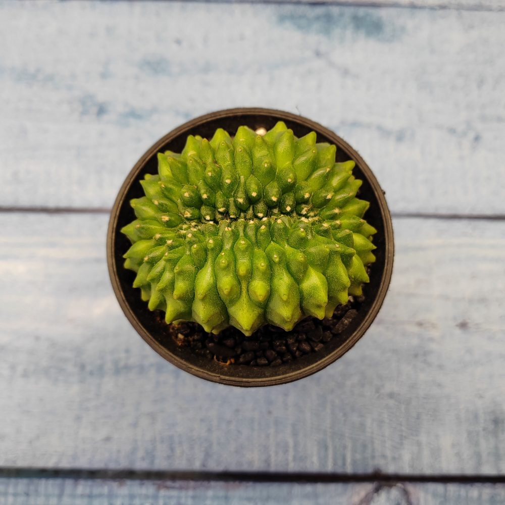 Gymnocalycium Spineless Crested form (Гимнокалициум Кристатный)