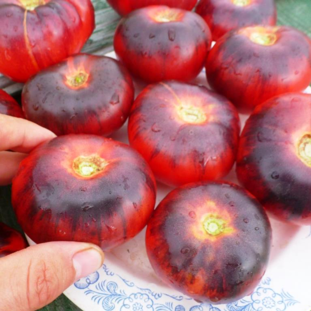 Помидоры - Blue Beauty - Голубая Красавица