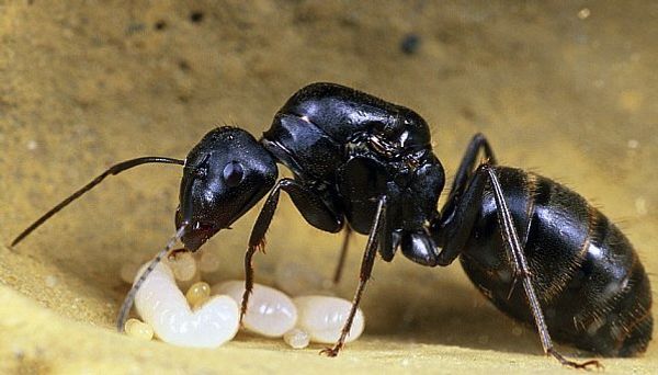 Camponotus japonicus