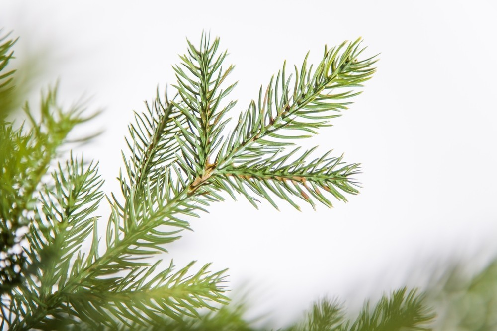 Ель 185см Black Box Датская зеленая