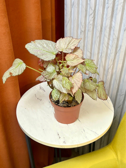 Бегония Ту Фейс, D12см Н25см, 1шт, Urban Jungle