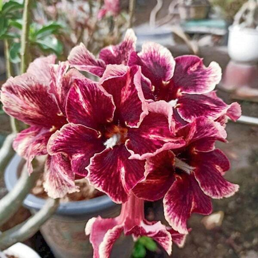 Адениум обесум 365 Chanel