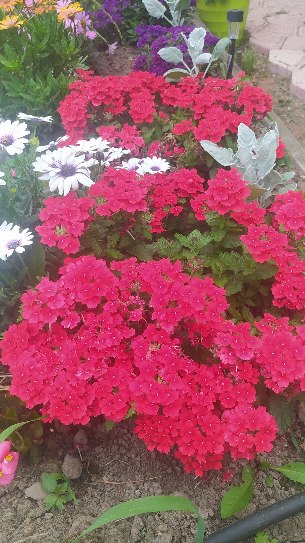 В3 Вербена Vanessa Red