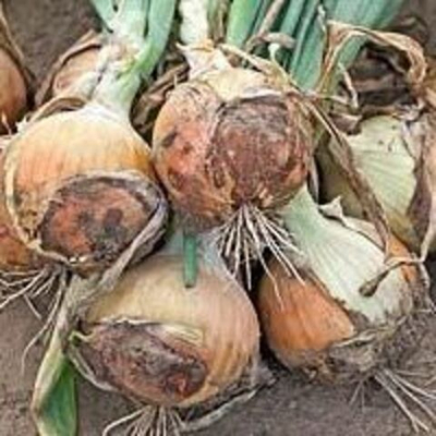 Визион F1 семена лука репчатого (Syngenta / Сингента)