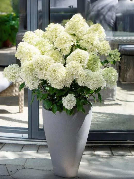 Гортензия метельчатая Гарденлайт Вайтлайт (3/4 ветки) Закупка М59 апрель 2026