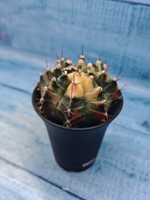 Gymnocalycium Variegata (Гимнокалициум Вариегатный)