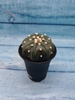 Astrophytum Asterias (Астрофитум)