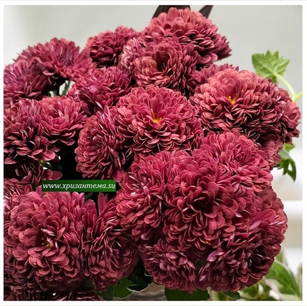 Хризантема мультифлора Cheryl бордо м.47 /поставка весна 2026г/