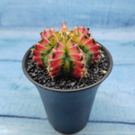 Gymnocalycium Variegata (Гимнокалициум Вариегатный)