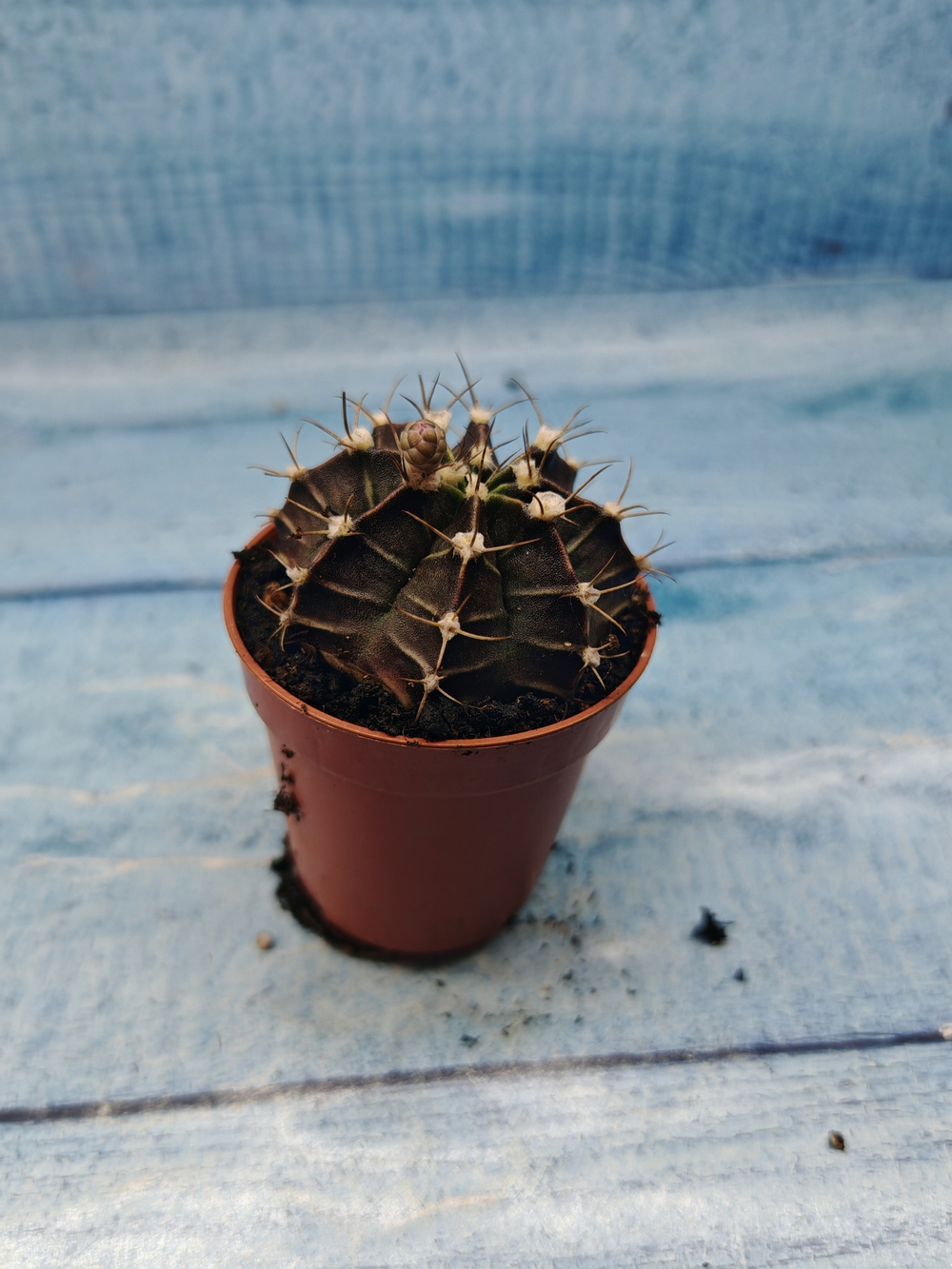 Gymnocalycium Friedrichii (Гимнокалициум)