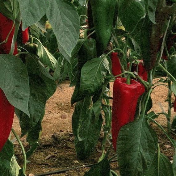 Каптур F1 семена перца сладкого (Seminis / ALEXAGRO) оисание