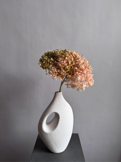 Гортензия стабилизированная персиково-зеленая