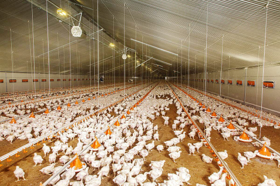 Макет птицефабрики