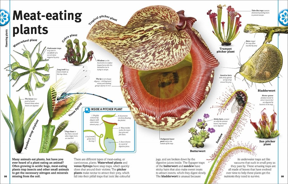 Trees, Leaves, Flowers and Seeds: A visual encyclopedia of the plant kingdom