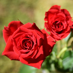 Роза спрей Ред Микадо С4