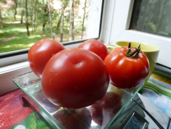 Помидоры Штамбовый Алпатьева