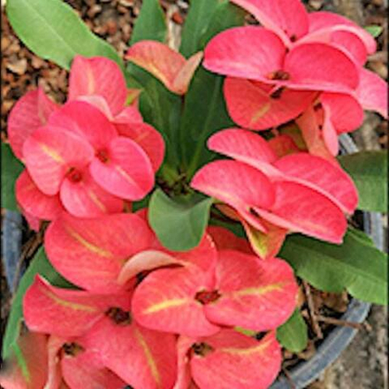 Эуфорбия Миля WAAN JAI